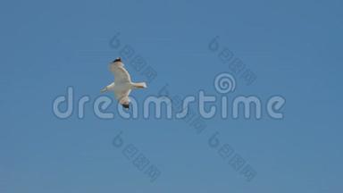 海鸥在蓝天上滑翔。 旅行趋势。 两只海鸥在蓝天上翱翔。 在天空中翱翔海鸥。 海鸥的叫声